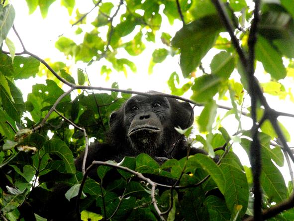 Greystoke Mahale - chimpanzee in forest
